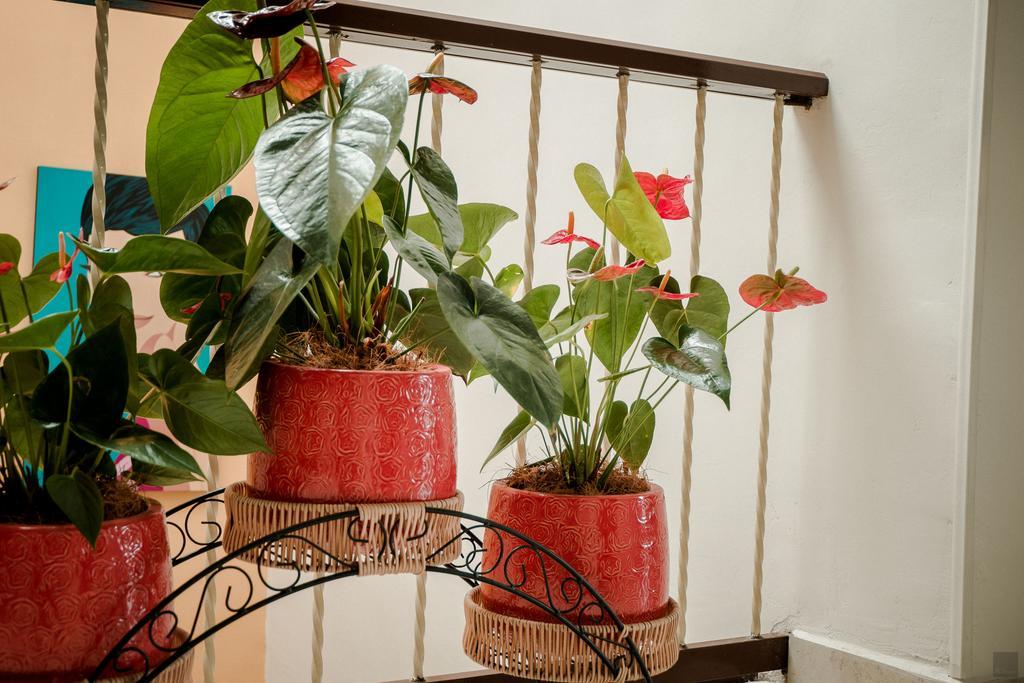 Casa Borbon Hotel Salento Ngoại thất bức ảnh